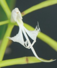 Epidendrum ciliare